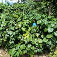 天仙藤(防己科天仙藤屬植物) 天仙藤(防己科天仙藤屬植物)