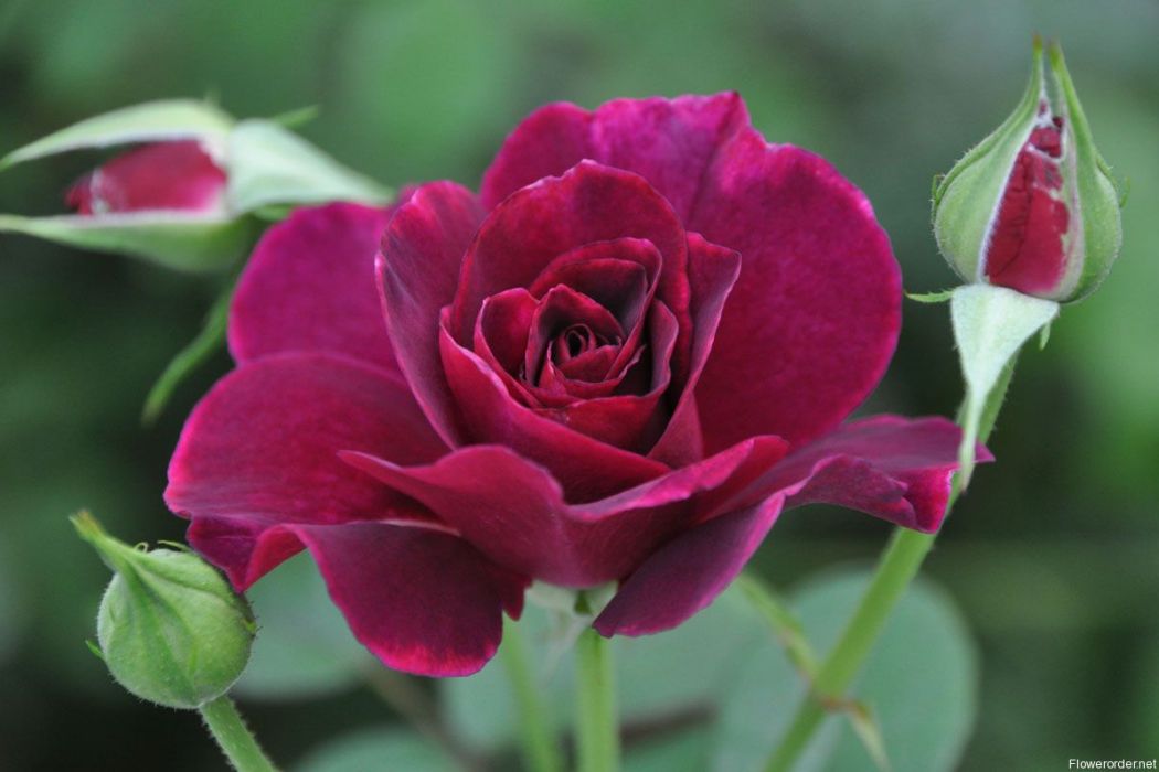 錦雲(薔薇屬雜交品種) 錦雲(薔薇屬雜交品種)