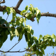 滑桃樹 滑桃樹