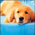 Golden Retriever Golden Retriever