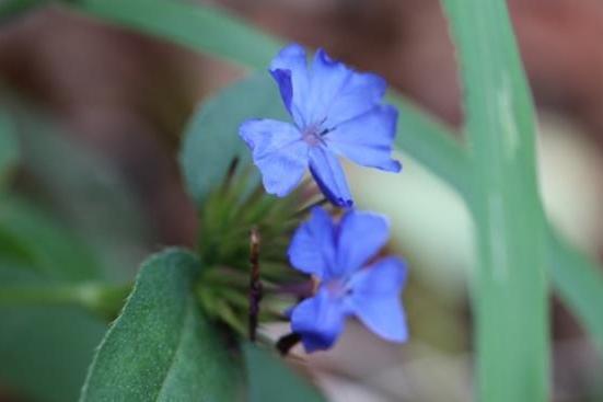 Acantholimon ulicinum Acantholimon ulicinum