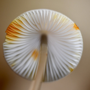 橙黃小菇 橙黃小菇