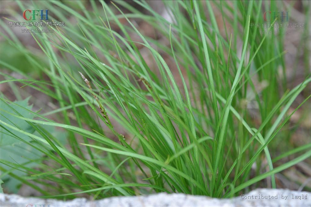 大針薹草 大針薹草