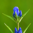 三花龍膽 三花龍膽