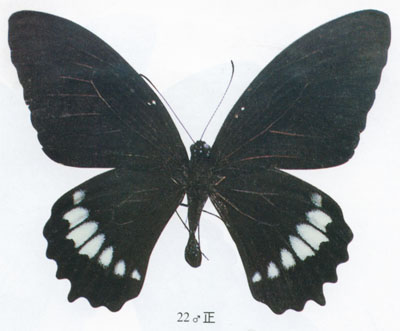 玉牙鳳蝶---海南亞種（雄）