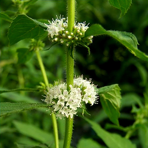 唇萼薄荷(Mentha)