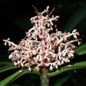 Tapeinosperma wagapense