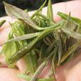 碩清紫筍茶 碩清紫筍茶