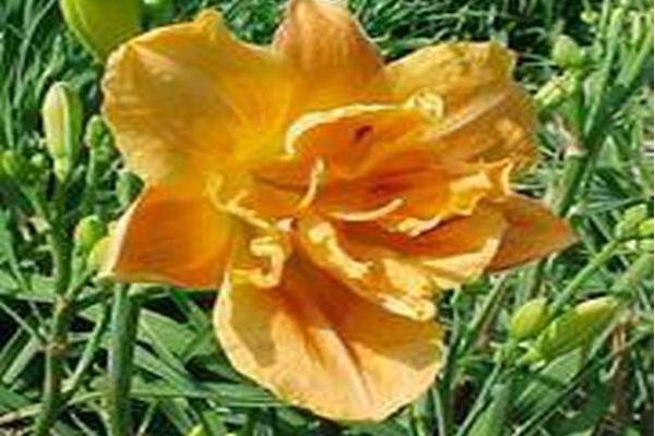 Hemerocallis \x27Double Doodah\x27 Hemerocallis \x27Double Doodah\x27