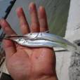 寬尾鄂針魚 寬尾鄂針魚