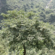 雞桑(桑屬植物) 雞桑(桑屬植物)