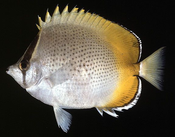 貢氏魯氏魚 貢氏魯氏魚