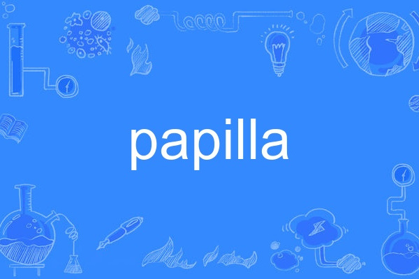 papilla papilla