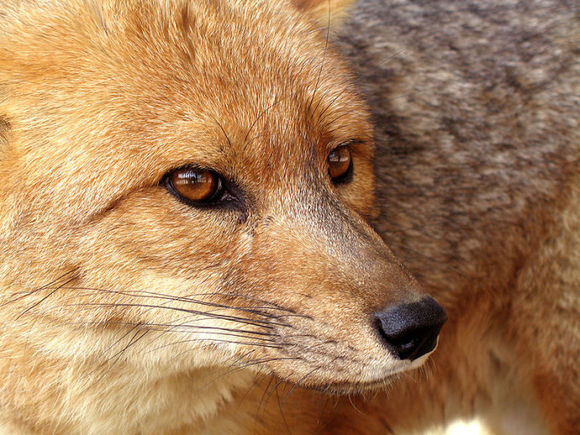 紅褐色赤狐-081