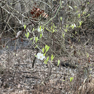 Crataegus opaca