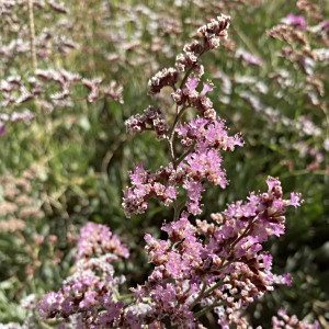 Limonium axillare