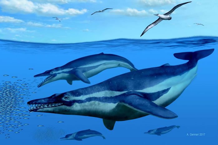 Coronodon havensteini Coronodon havensteini