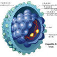 B型肝炎表面抗原(澳大利亞抗原)