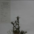 帕米爾蒿 帕米爾蒿
