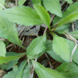 馬蘭頭(菊目菊科植物)
