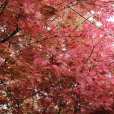 紅葉櫻花