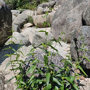 Vincetoxicum hirundinaria