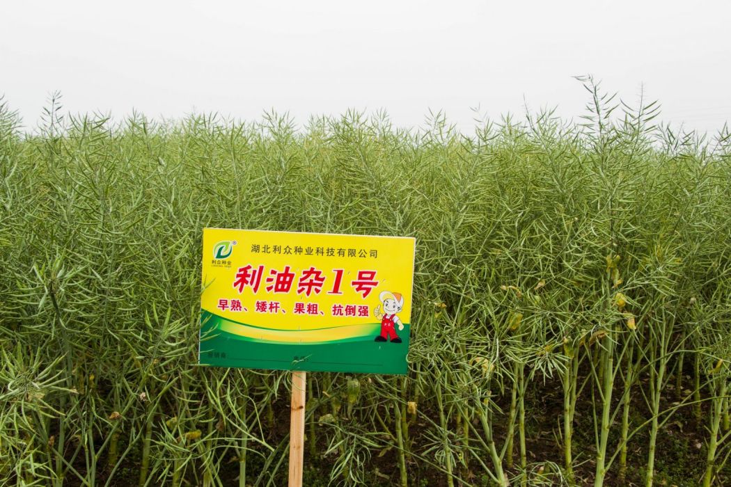 利油雜1號 利油雜1號