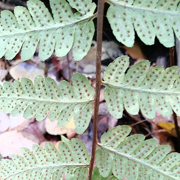 Dryopteris goldieana
