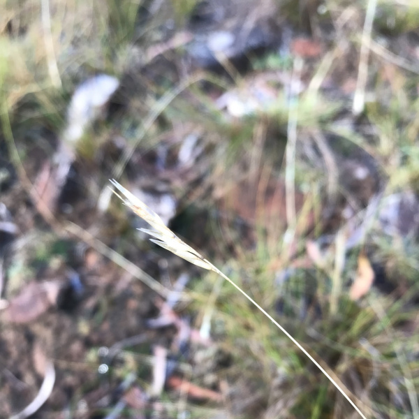 Rytidosperma dimidiatum