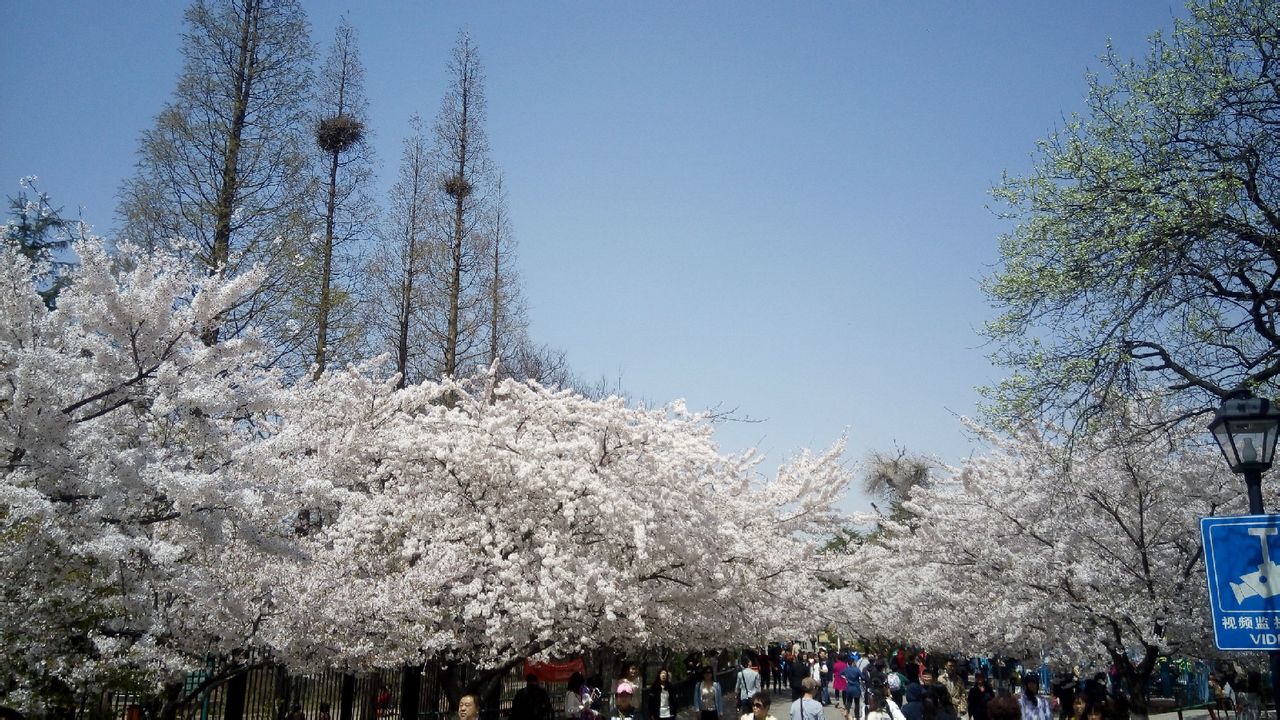 青島中山公園