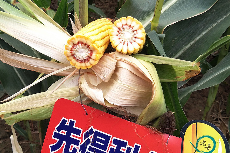 先得利198 先得利198