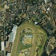 中山競馬場