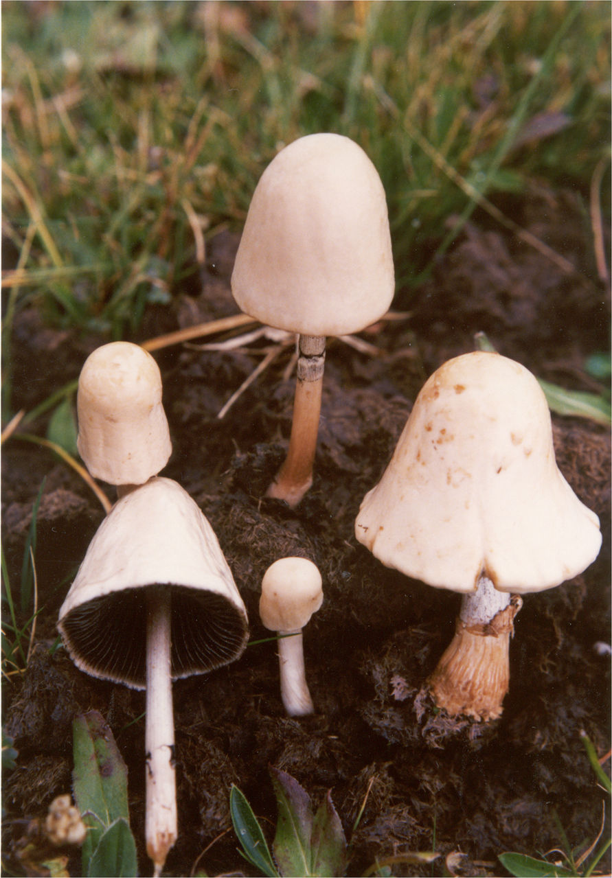 半卵形斑褶菇