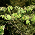 朵花椒(朵椒) 朵花椒(朵椒)