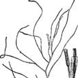 川蔓藻 川蔓藻