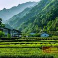 鄧村茶葉 鄧村茶葉