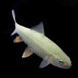 細光珍燈魚 細光珍燈魚