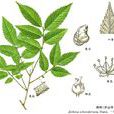 櫸樹(蕁麻目榆科植物)