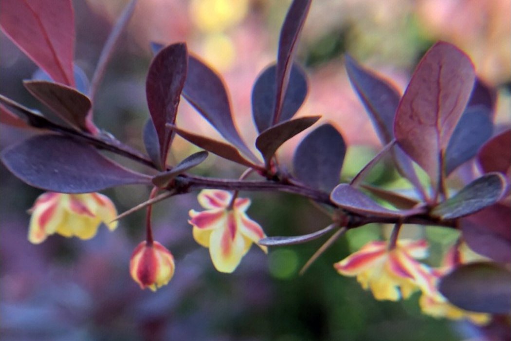 張葉上叢 張葉上叢