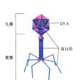 噬菌體(phage)