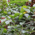 吳茱萸葉 吳茱萸葉