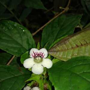 Nautilocalyx ecuadoranus