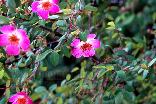 赫章薔薇 赫章薔薇