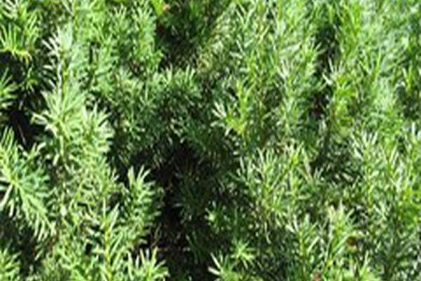 Taxus × media Taxus × media