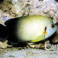 福氏刺尻魚 福氏刺尻魚