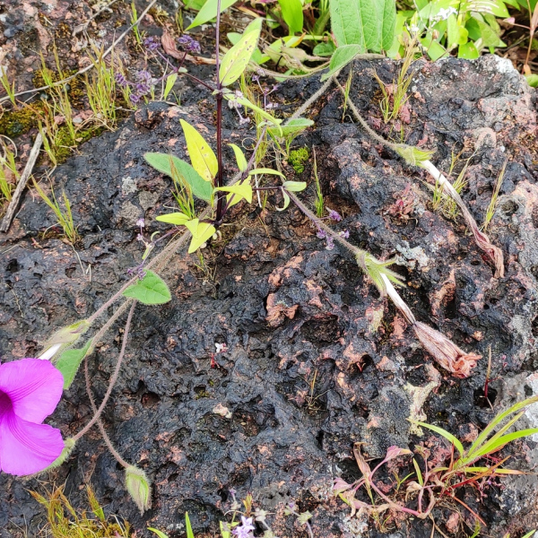 Ipomoea barlerioides