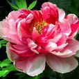 長枝芙蓉 長枝芙蓉