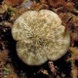 普通蕈珊瑚