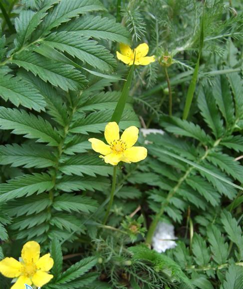 蕨麻草(薔薇科多年生草本植物) 蕨麻草(薔薇科多年生草本植物)