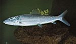 北梭魚(Albula vulpes)